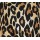 Big Leopard 